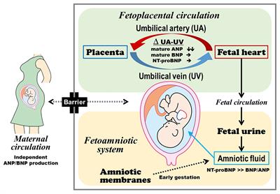 Significance of Atrial and Brain Natriuretic Peptide Measurements in Fetuses With Heart Failure